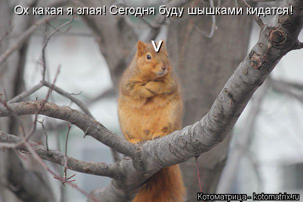 ^ Ох какая я злая! Сегодня буду шышками кидатся!... Котоматрица: ^ Ох какая я злая! Сегодня буду шышками кидатся!