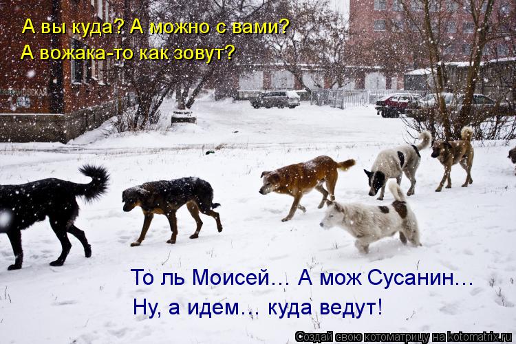 А вы куда? А можно с вами? А вожака-то как зовут? То ль Моисей… А мож Сусанин… Ну, а идем… куда ведут... Котоматрица: А вы куда? А можно с вами? А вожака-то как зовут? То ль Моисей… А мож Сусанин… Ну, а идем… куда ведут!