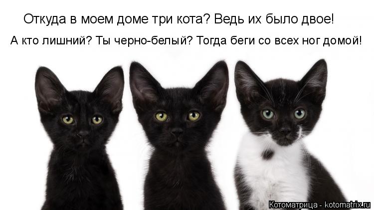 Откуда в моем доме три кота? Ведь их было двое! А кто лишний? Ты черно-белый? Тогда беги со всех ног ... Котоматрица: Откуда в моем доме три кота? Ведь их было двое! А кто лишний? Ты черно-белый? Тогда беги со всех ног домой!