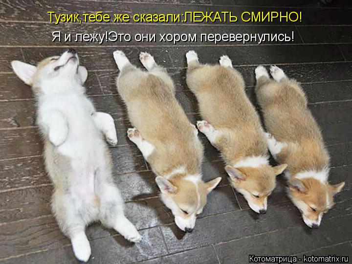 Тузик,тебе же сказали:ЛЕЖАТЬ СМИРНО! Я и лежу!Это они хором перевернулись!... Котоматрица: Тузик,тебе же сказали:ЛЕЖАТЬ СМИРНО! Я и лежу!Это они хором перевернулись!