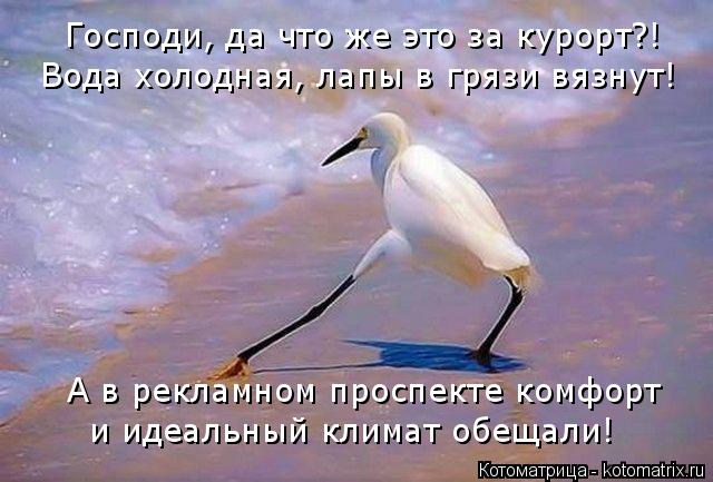 Господи, да что же это за курорт?! Вода холодная, лапы в грязи вязнут! А в рекламном проспекте комфор... Котоматрица: Господи, да что же это за курорт?! Вода холодная, лапы в грязи вязнут! А в рекламном проспекте комфорт и идеальный климат обещали!