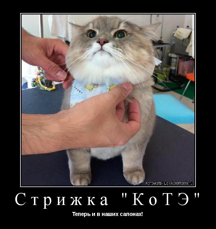 Стрижка "КоТЭ" Теперь и в наших салонах!... Котоматрица: Стрижка "КоТЭ" Теперь и в наших салонах!