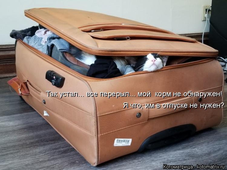 Котоматрица: Так устал... все перерыл... мой  корм не обнаружен! Я что, им в отпуске не нужен?