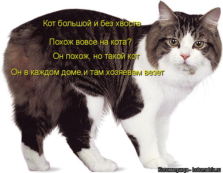 Котоматрица: Кот большой и без хвоста  Похож вовсе на кота? Он похож, но такой кот Он в каждом доме,и там хозяевам везет