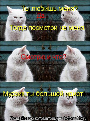Котоматрица: Ты любишь меня? Да. Тогда посмотри на меня. Смотрю,и что? Мурзик,ты большой идиот!