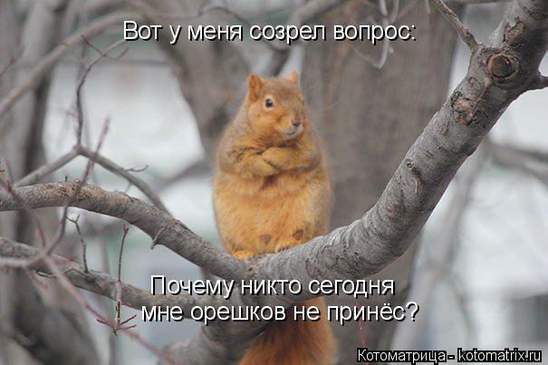 Котоматрица: Вот у меня созрел вопрос: Почему никто сегодня мне орешков не принёс?