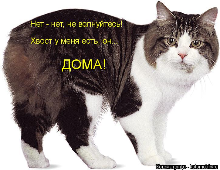 Котоматрица: Нет - нет, не волнуйтесь! Хвост у меня есть, он... ДОМА!