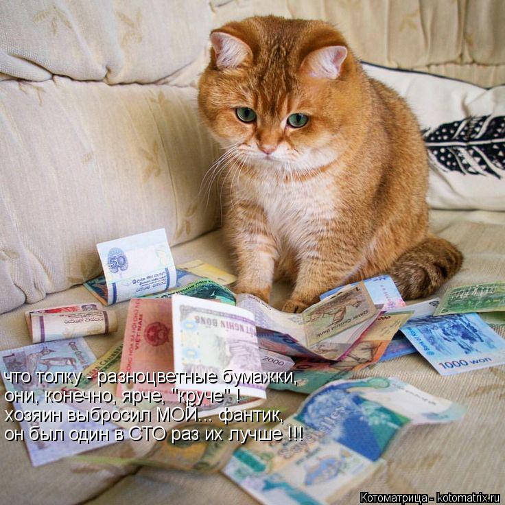 Котоматрица: что толку - разноцветные бумажки, они, конечно, ярче, "круче" ! хозяин выбросил МОЙ... фантик, он был один в СТО раз их лучше !!!