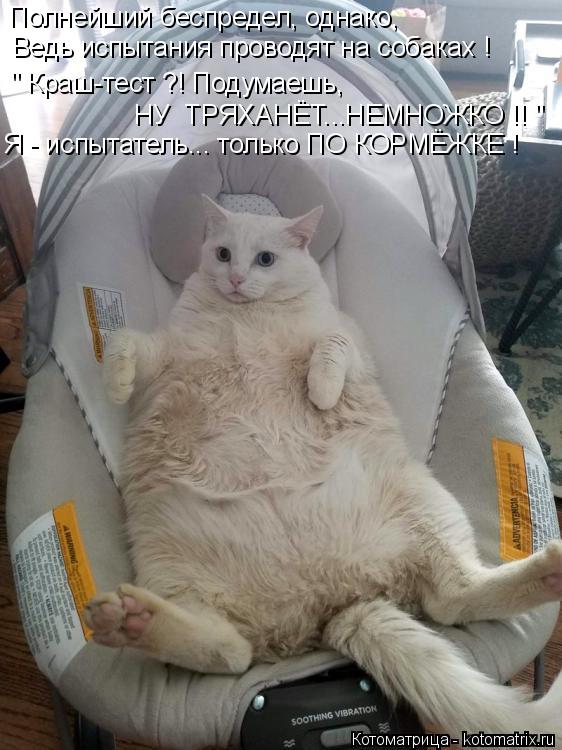 Котоматрица: Полнейший беспредел, однако, Ведь испытания проводят на собаках ! Я - испытатель... только ПО КОРМЁЖКЕ ! " Краш-тест ?! Подумаешь, НУ  ТРЯХАНЁТ...
