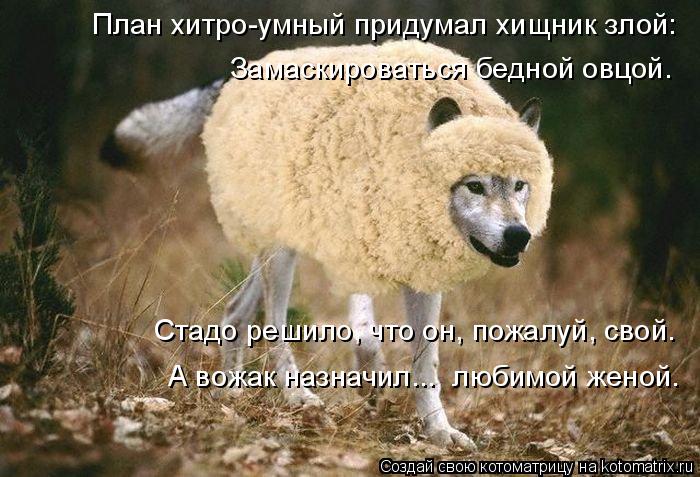 Котоматрица: План хитро-умный придумал хищник злой: Замаскироваться бедной овцой. Стадо решило, что он, пожалуй, свой. А вожак назначил...  любимой женой.