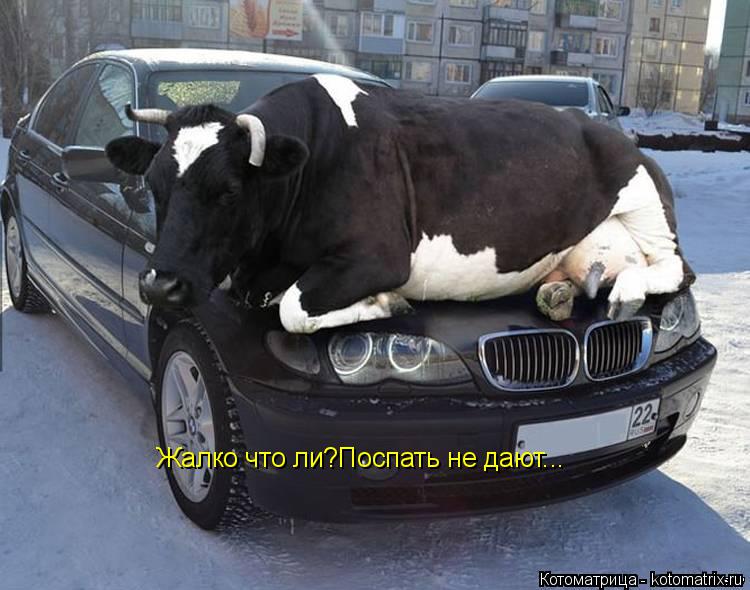 Котоматрица: Жалко что ли?Поспать не дают...