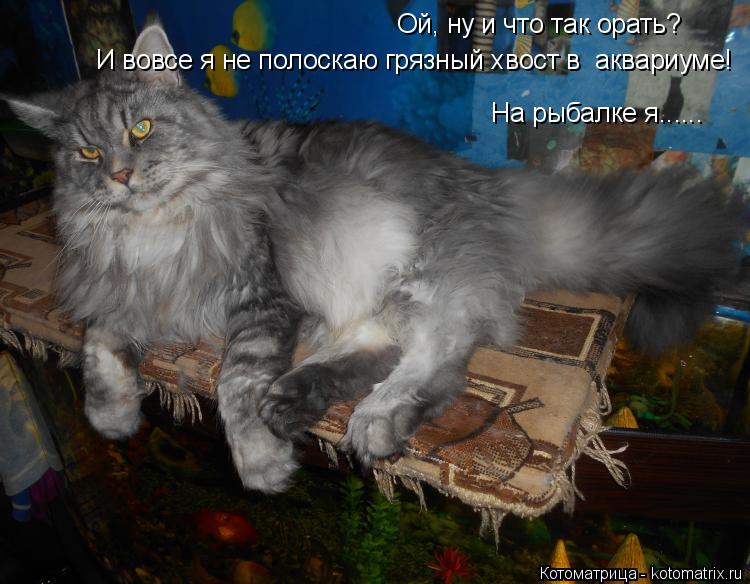 Котоматрица: Ой, ну и что так орать? И вовсе я не полоскаю грязный хвост в  аквариуме! На рыбалке я......
