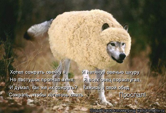 Котоматрица: Хотел сожрать овечку я,          И натянув овечью шкуру И думал, как же их сожрать?    Кажись я свой обед Сожрать, чтобы хотелось спать. Проспал! Но