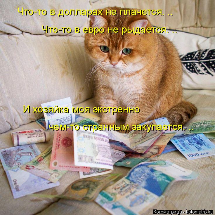 Котоматрица: Что-то в долларах не плачется. .. Что-то в евро не рыдается. .. И хозяйка моя экстренно чем-то странным закупается. ..
