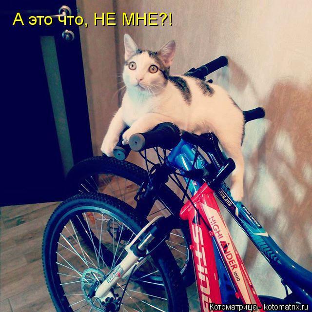 Котоматрица: А это что, НЕ МНЕ?!