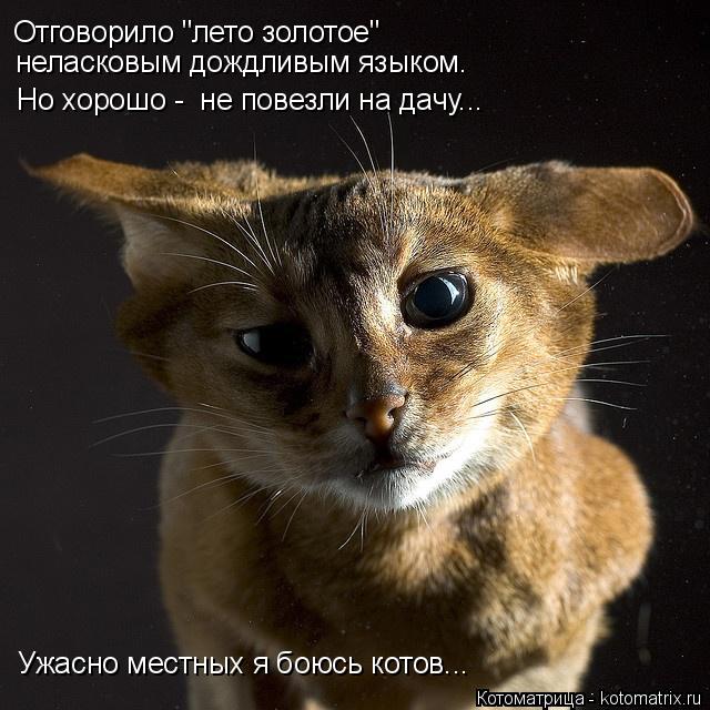 Котоматрица: Отговорило "лето золотое"  неласковым дождливым языком.  Но хорошо -  не повезли на дачу... Ужасно местных я боюсь котов...