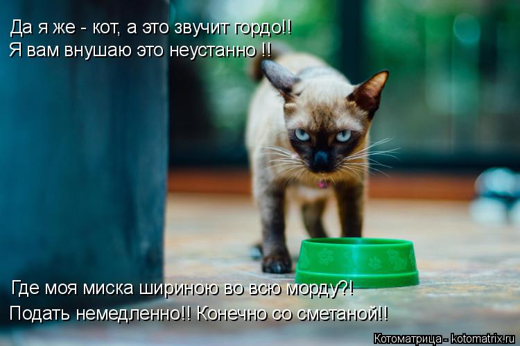 Котоматрица: Да я же - кот, а это звучит гордо!! Я вам внушаю это неустанно !! Где моя миска шириною во всю морду?! Подать немедленно!! Конечно со сметаной!!