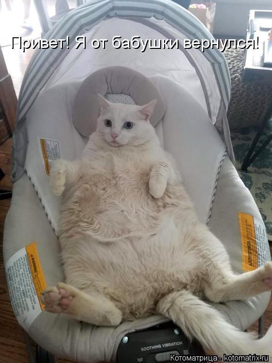 Котоматрица: Привет! Я от бабушки вернулся!