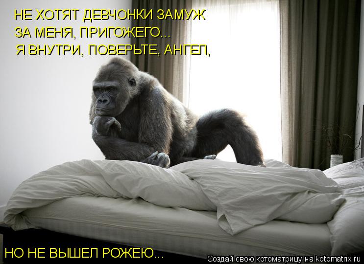 Котоматрица: НЕ ХОТЯТ ДЕВЧОНКИ ЗАМУЖ ЗА МЕНЯ, ПРИГОЖЕГО... Я ВНУТРИ, ПОВЕРЬТЕ, АНГЕЛ,  НО НЕ ВЫШЕЛ РОЖЕЮ...