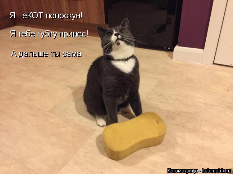 Котоматрица: Я - еКОТ полоскун! Я тебе губку принес! А дальше ты сама