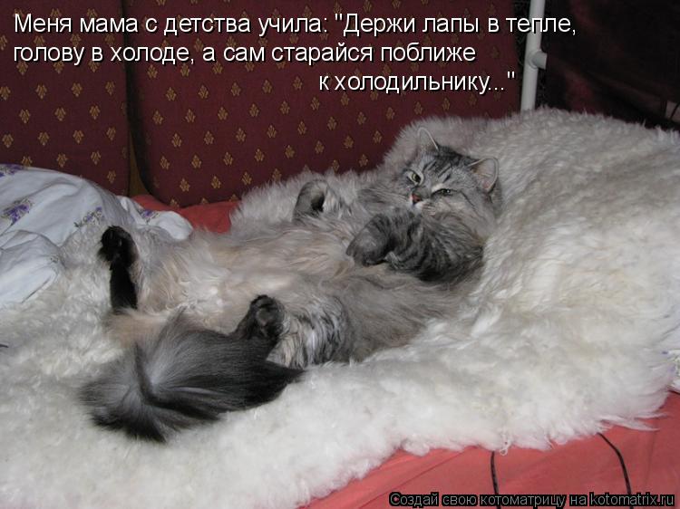Котоматрица: Меня мама с детства учила: "Держи лапы в тепле,  голову в холоде, а сам старайся поближе  к холодильнику..."