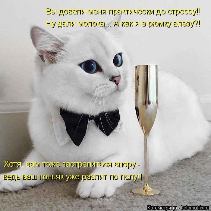 Котоматрица: Вы довели меня практически до стрессу!! Ну дали молока... А как я в рюмку влезу?! Хотя, вам тоже застрелиться впору - ведь ваш коньяк уже разлит 