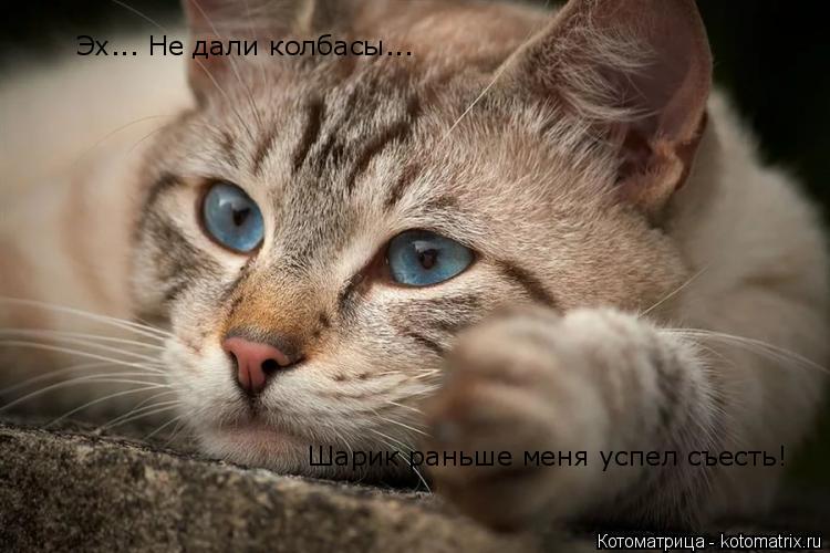 Котоматрица: Эх... Не дали колбасы...  Шарик раньше меня успел съесть!