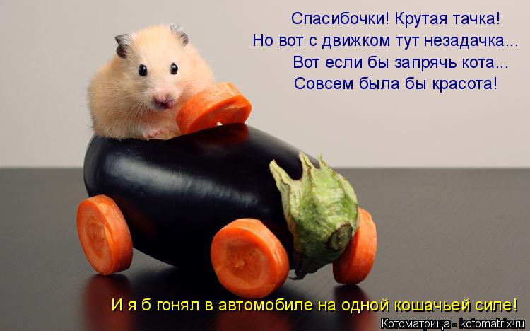 Спасибочки! Крутая тачка! Но вот с движком тут незадачка... Вот если бы запрячь кота... Совсем была б... Котоматрица: Спасибочки! Крутая тачка! Но вот с движком тут незадачка... Вот если бы запрячь кота... Совсем была бы красота! И я б гонял в автомобиле на одно