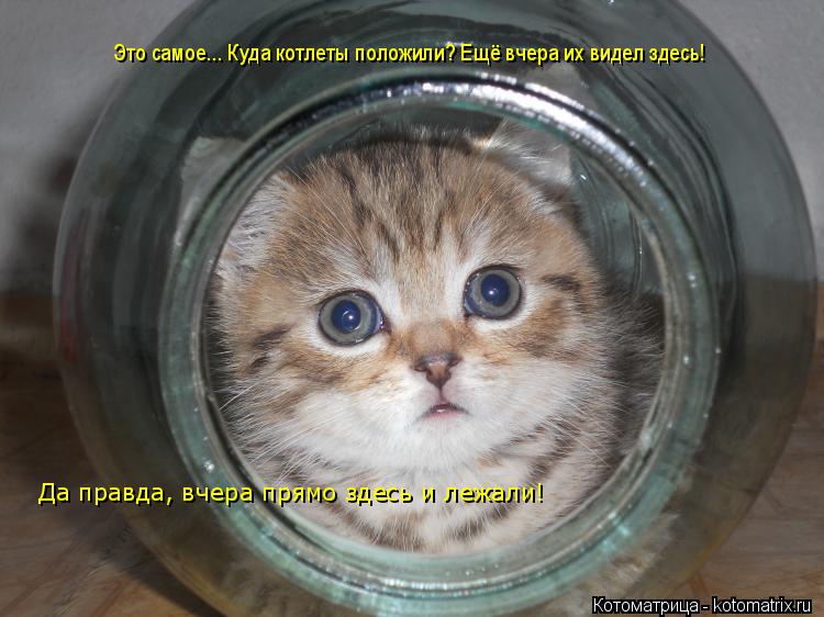 Котоматрица: Это самое... Куда котлеты положили? Ещё вчера их видел здесь! Да правда, вчера прямо здесь и лежали!
