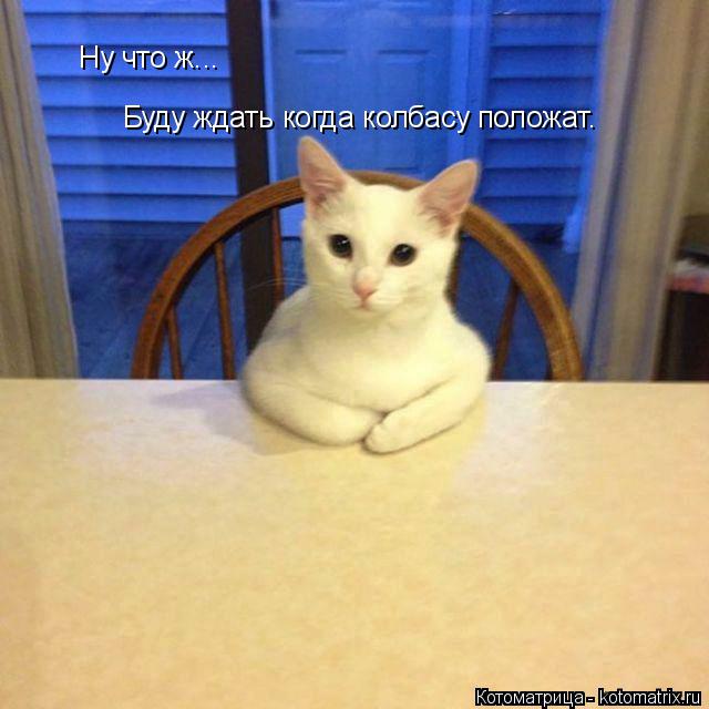 Котоматрица: Ну что ж...  Буду ждать когда колбасу положат.