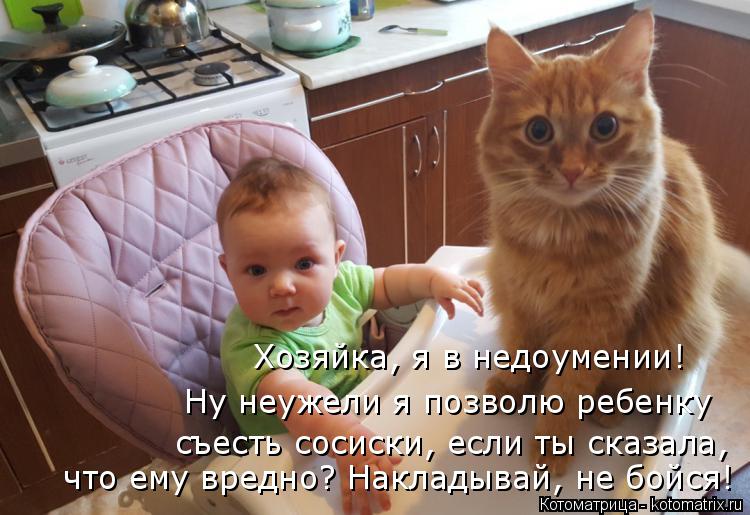 Хозяйка, я в недоумении! Ну неужели я позволю ребенку съесть сосиски, если ты сказала, что ему вредн... Котоматрица: Хозяйка, я в недоумении! Ну неужели я позволю ребенку съесть сосиски, если ты сказала, что ему вредно? Накладывай, не бойся!