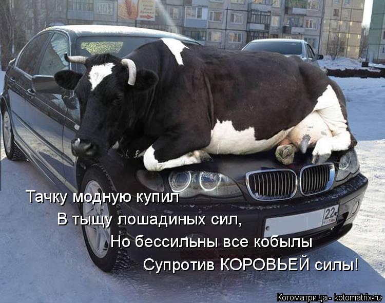 Котоматрица: Тачку модную купил В тыщу лошадиных сил, Но бессильны все кобылы Супротив КОРОВЬЕЙ силы!