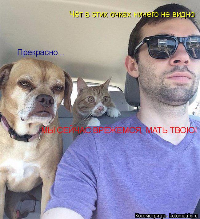 Котоматрица: Чёт в этих очках ничего не видно МЫ СЕЙЧАС ВРЕЖЕМСЯ, МАТЬ ТВОЮ! Прекрасно...