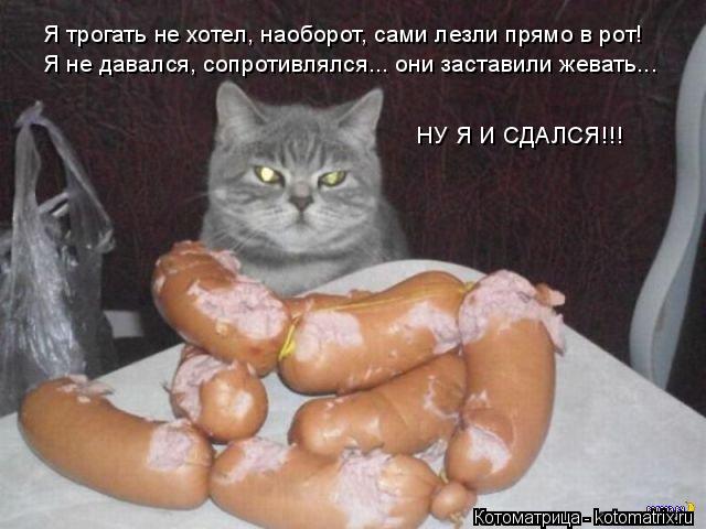 Котоматрица: Я трогать не хотел, наоборот, сами лезли прямо в рот! Я не давался, сопротивлялся... они заставили жевать... НУ Я И СДАЛСЯ!!!