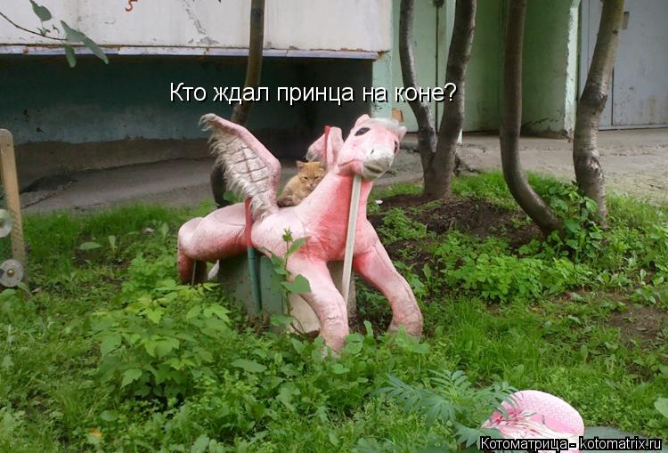 Котоматрица: Кто ждал принца на коне?