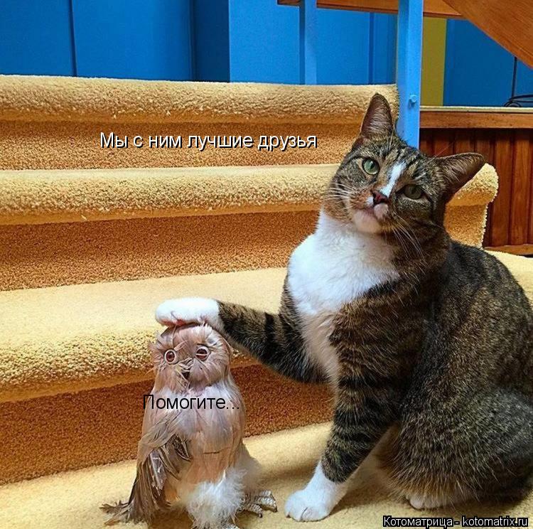 Котоматрица: Мы с ним лучшие друзья Помогите...