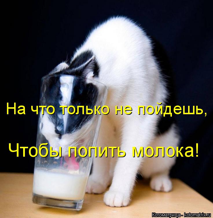Котоматрица: Чтобы попить молока! На что только не пойдешь,