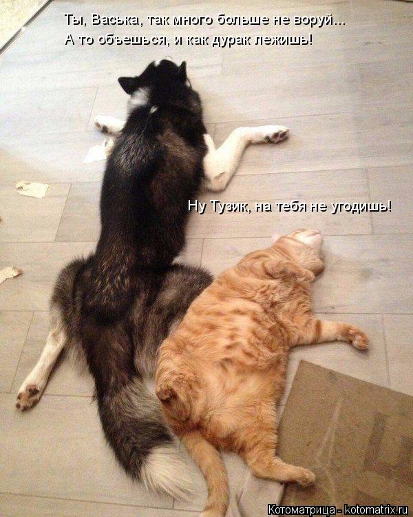 Котоматрица: Ты, Васька, так много больше не воруй... А то объешься, и как дурак лежишь! Ну Тузик, на тебя не угодишь!