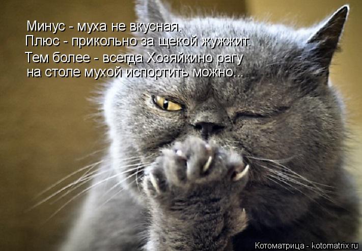 Минус - муха не вкусная. Плюс - прикольно за щекой жужжит. Тем более - всегда Хозяйкино рагу на столе... Котоматрица: Минус - муха не вкусная. Плюс - прикольно за щекой жужжит. Тем более - всегда Хозяйкино рагу на столе мухой испортить можно...