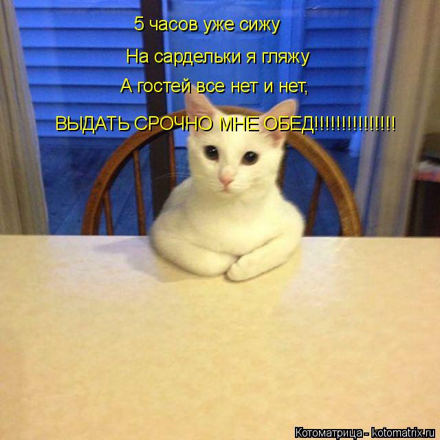 Котоматрица: 5 часов уже сижу На сардельки я гляжу А гостей все нет и нет, ВЫДАТЬ СРОЧНО МНЕ ОБЕД!!!!!!!!!!!!!!!