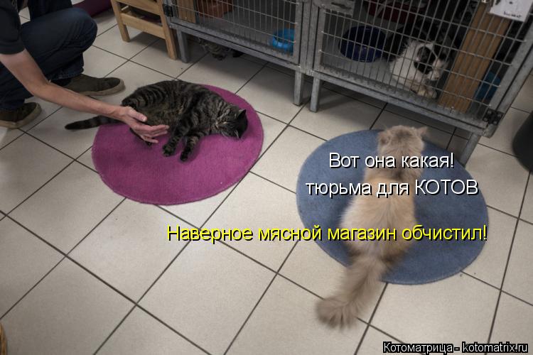 Котоматрица: Вот она какая! тюрьма для КОТОВ Наверное мясной магазин обчистил!