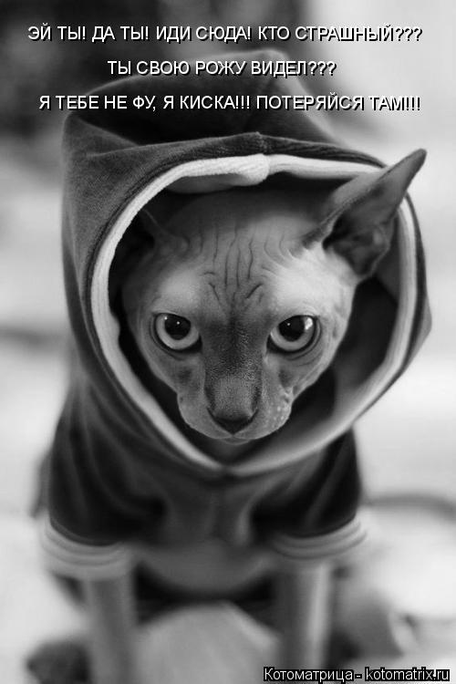 Котоматрица: ЭЙ ТЫ! ДА ТЫ! ИДИ СЮДА! КТО СТРАШНЫЙ???  ТЫ СВОЮ РОЖУ ВИДЕЛ???  Я ТЕБЕ НЕ ФУ, Я КИСКА!!! ПОТЕРЯЙСЯ ТАМ!!!