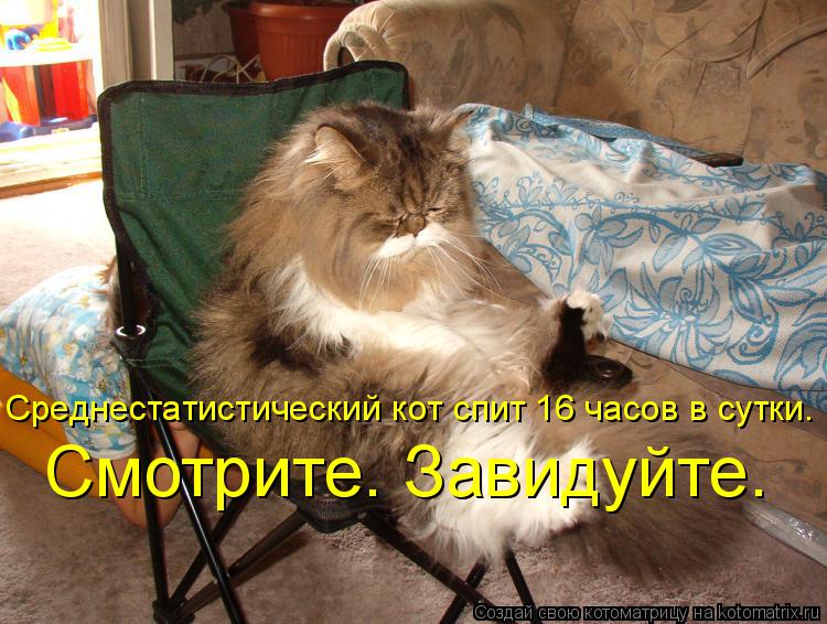 Среднестатистический кот спит 16 часов в сутки. Смотрите. Завидуйте.... Котоматрица: Среднестатистический кот спит 16 часов в сутки. Смотрите. Завидуйте.