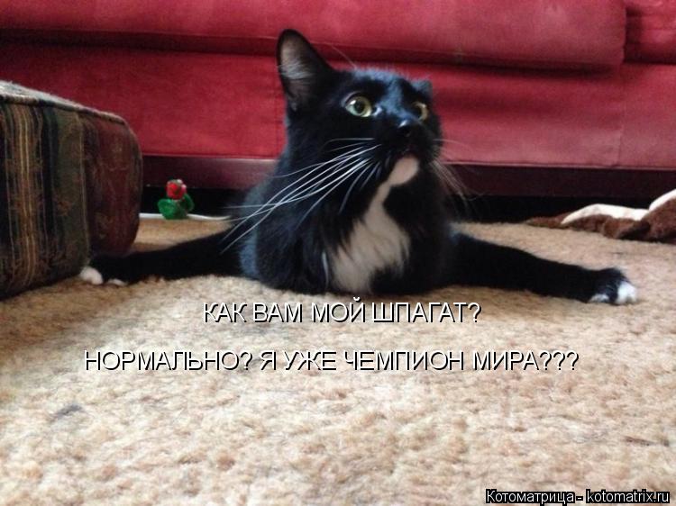 Котоматрица: КАК ВАМ МОЙ ШПАГАТ? НОРМАЛЬНО? Я УЖЕ ЧЕМПИОН МИРА???