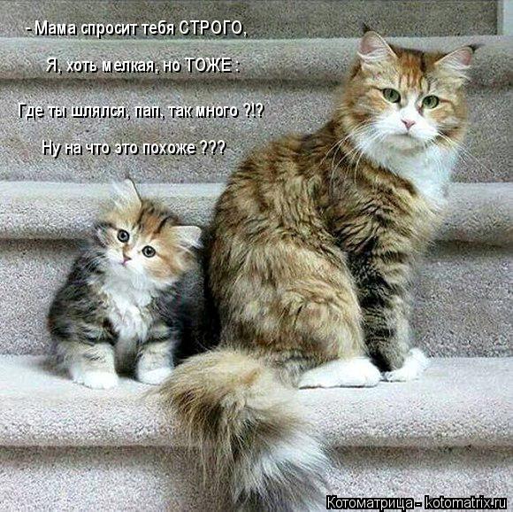 Ну на что это похоже ??? Где ты шлялся, пап, так много ?!? Я, хоть мелкая, но ТОЖЕ : - Мама спросит ... Котоматрица: Ну на что это похоже ??? Где ты шлялся, пап, так много ?!? Я, хоть мелкая, но ТОЖЕ : - Мама спросит тебя СТРОГО,