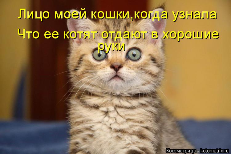 Котоматрица: Лицо моей кошки,когда узнала Что ее котят отдают в хорошие руки