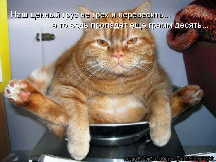 Котоматрица: Наш ценный груз не грех и перевесить... а то ведь пропадет еще грамм десять...