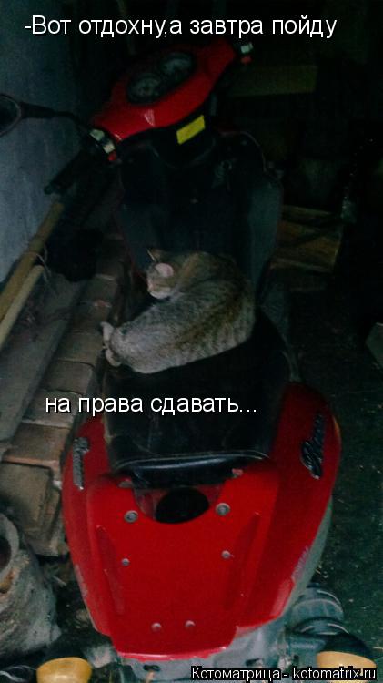 Котоматрица: -Вот отдохну,а завтра пойду  на права сдавать...