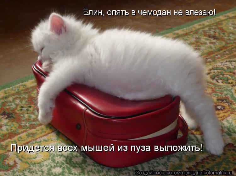 Котоматрица: Блин, опять в чемодан не влезаю! Придется всех мышей из пуза выложить!