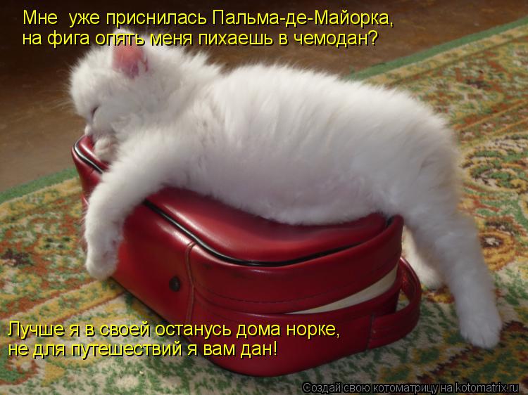 Котоматрица: Мне  уже приснилась Пальма-де-Майорка,  на фига опять меня пихаешь в чемодан? Лучше я в своей останусь дома норке,  не для путешествий я вам да